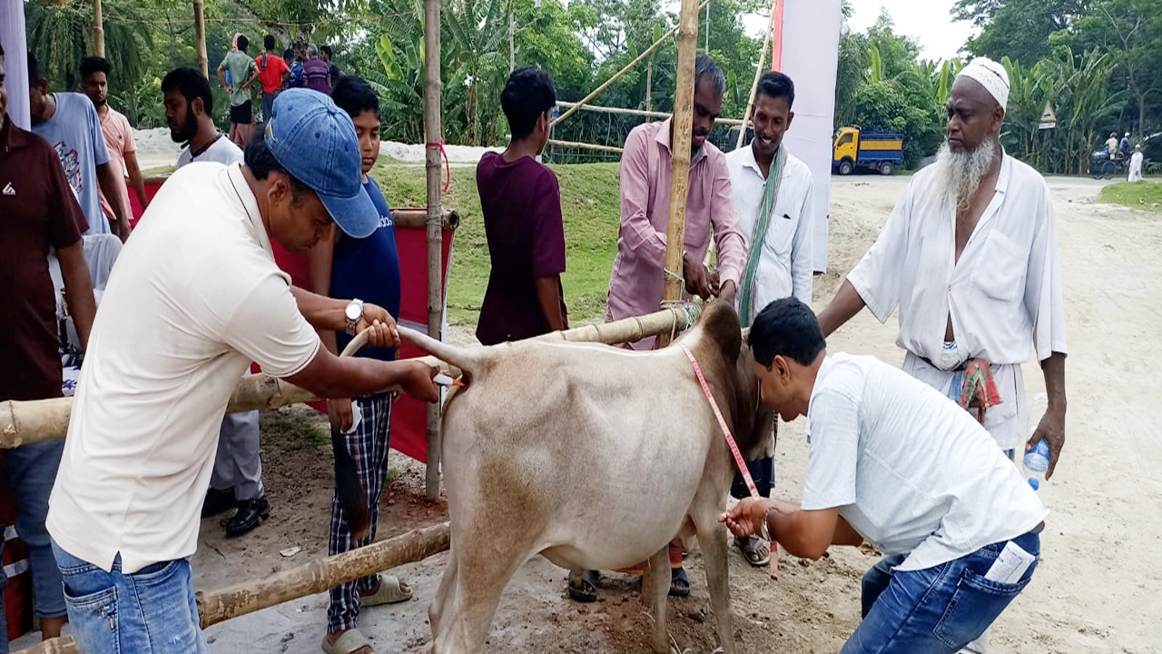 ছোলমবাড়িয়া বালুর মাঠে গবাধি পশুর হাটে ডাক্তারী পরীক্ষার মাধ্যমে বিক্রী শুরু।