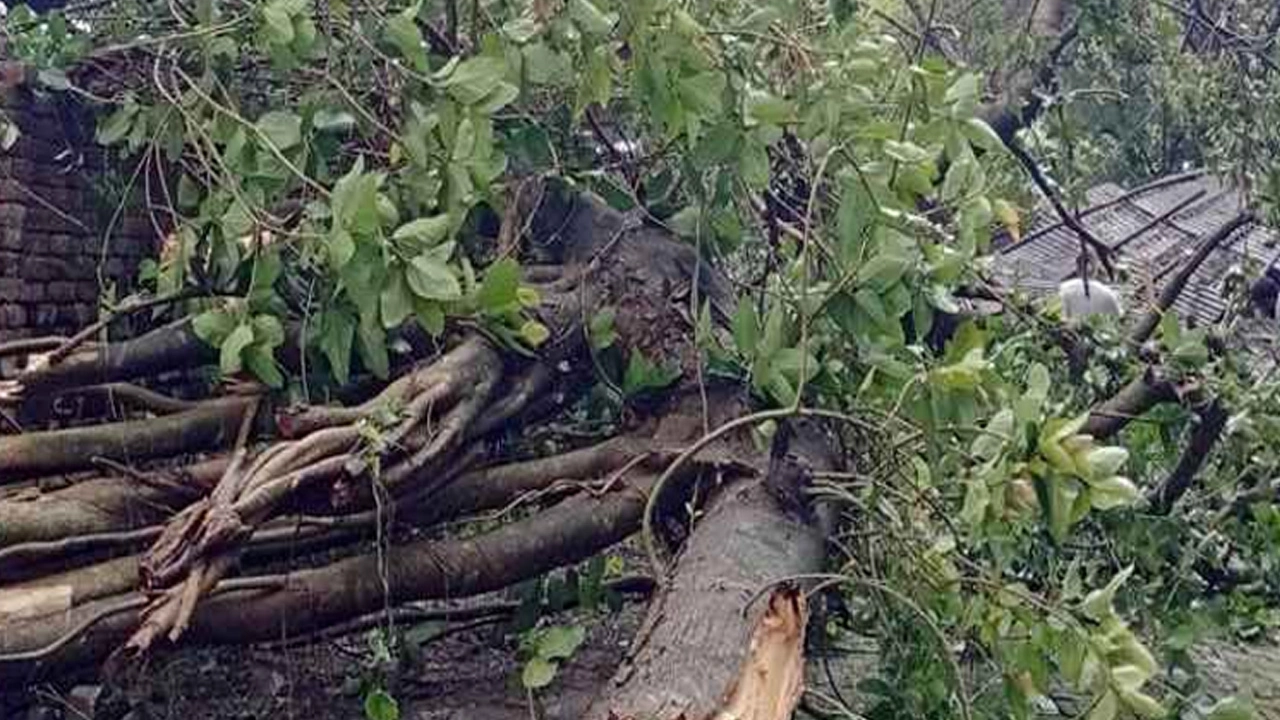 দিনাজপুরের বোচাগঞ্জে ঝড়ে গাছের ডাল ভেঙে নারীর মৃত্যু