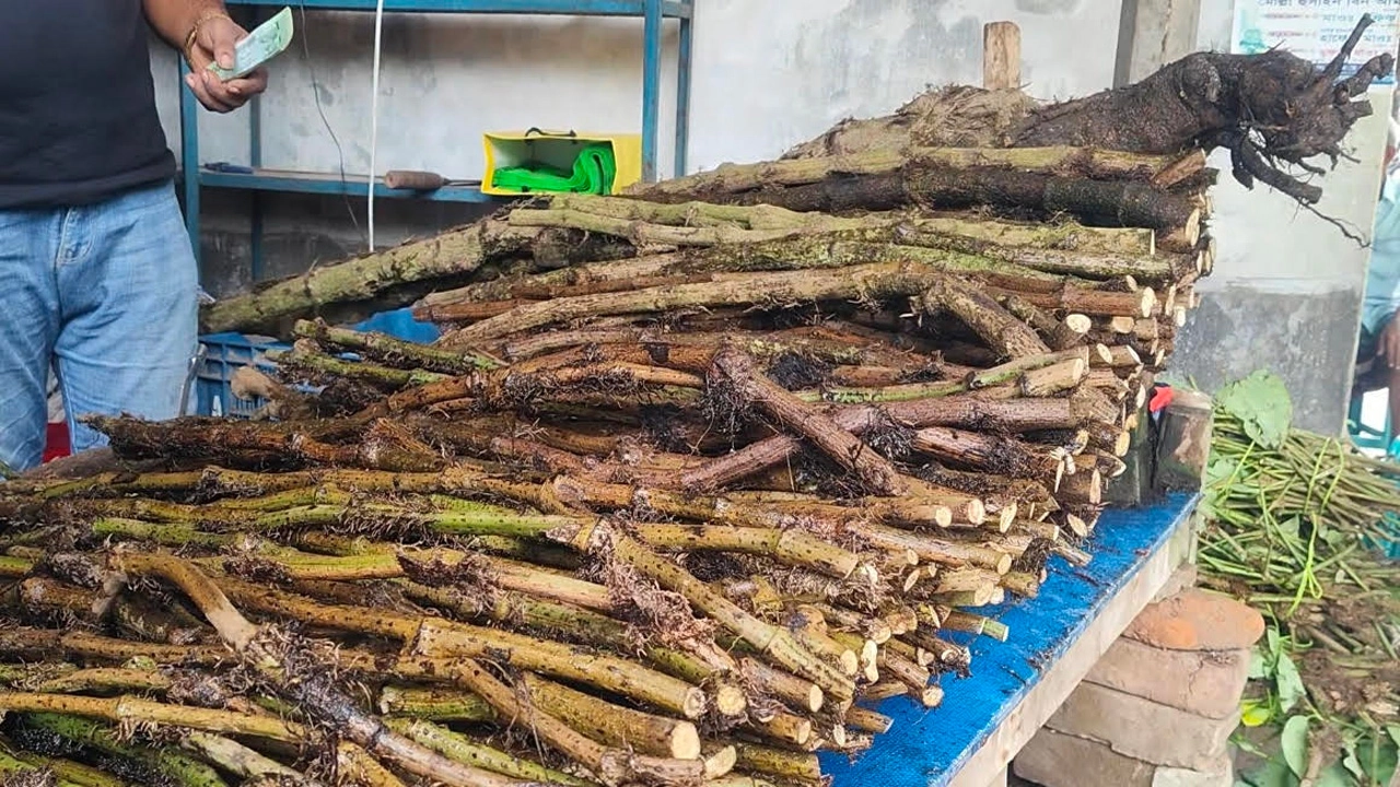 কোরবানিতে বেড়েছে চুইঝালের চাহিদা, বাগেরহাট থেকে যাচ্ছে দেশজুড়ে