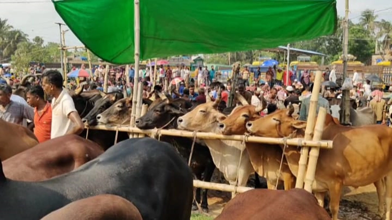 শার্শার বাগআঁচড়া সাতমাইল পশুহাট