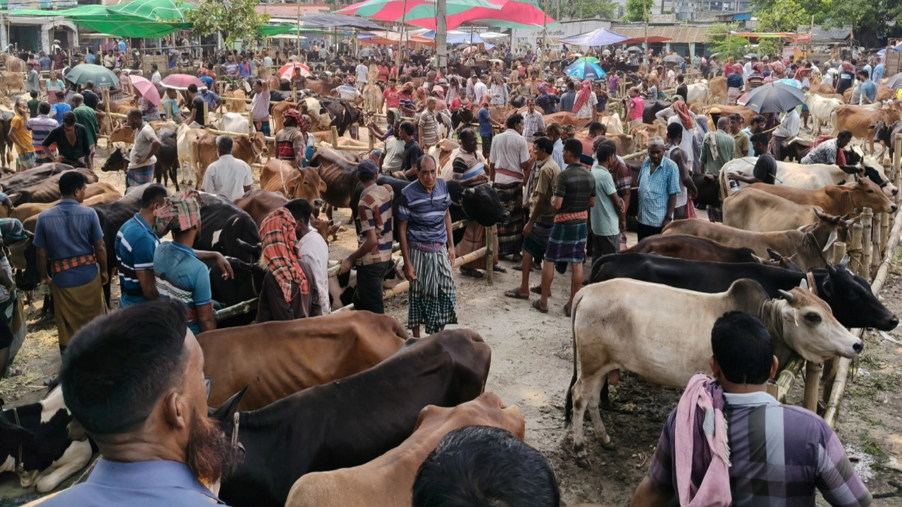 অভয়নগরের একমাত্র কোরবানির পশুর হাটে জমজমাট বেচাকেনা