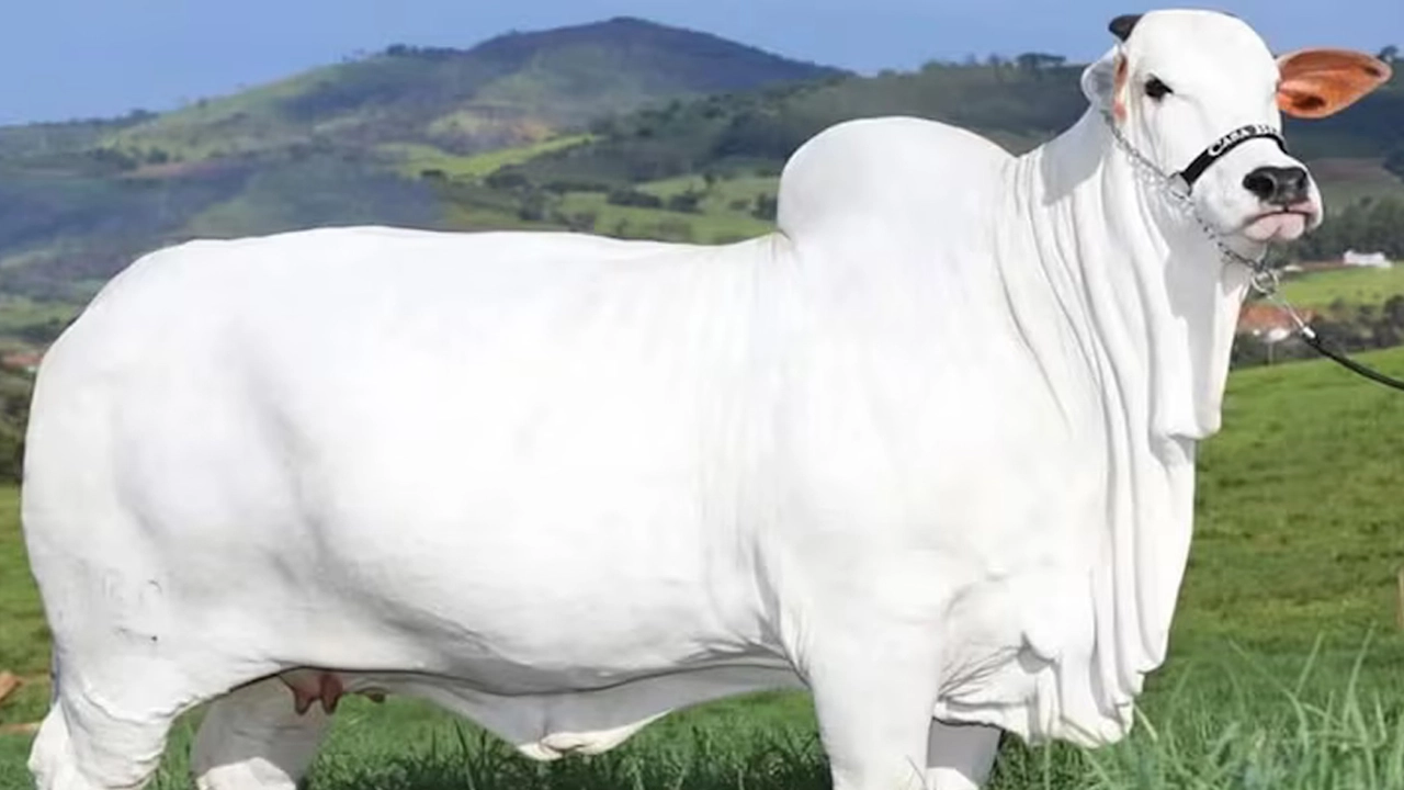 বিশ্বের সবচেয়ে দামি গরু, গড়ল গিনেস রেকর্ড