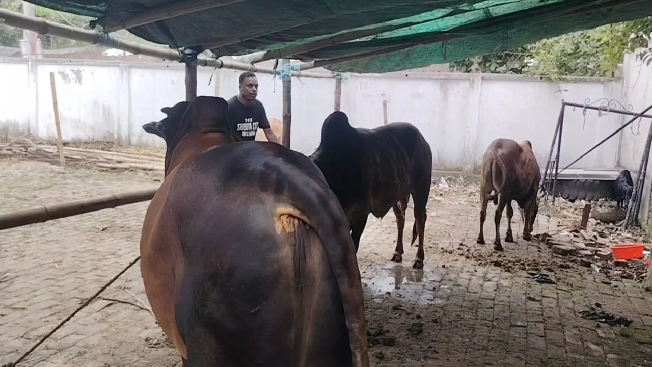 খালেদা জিয়ার রূহের মাগফিরাত কামনায় মোংলায় ৯ গরু কোরবানির ঘোষণা