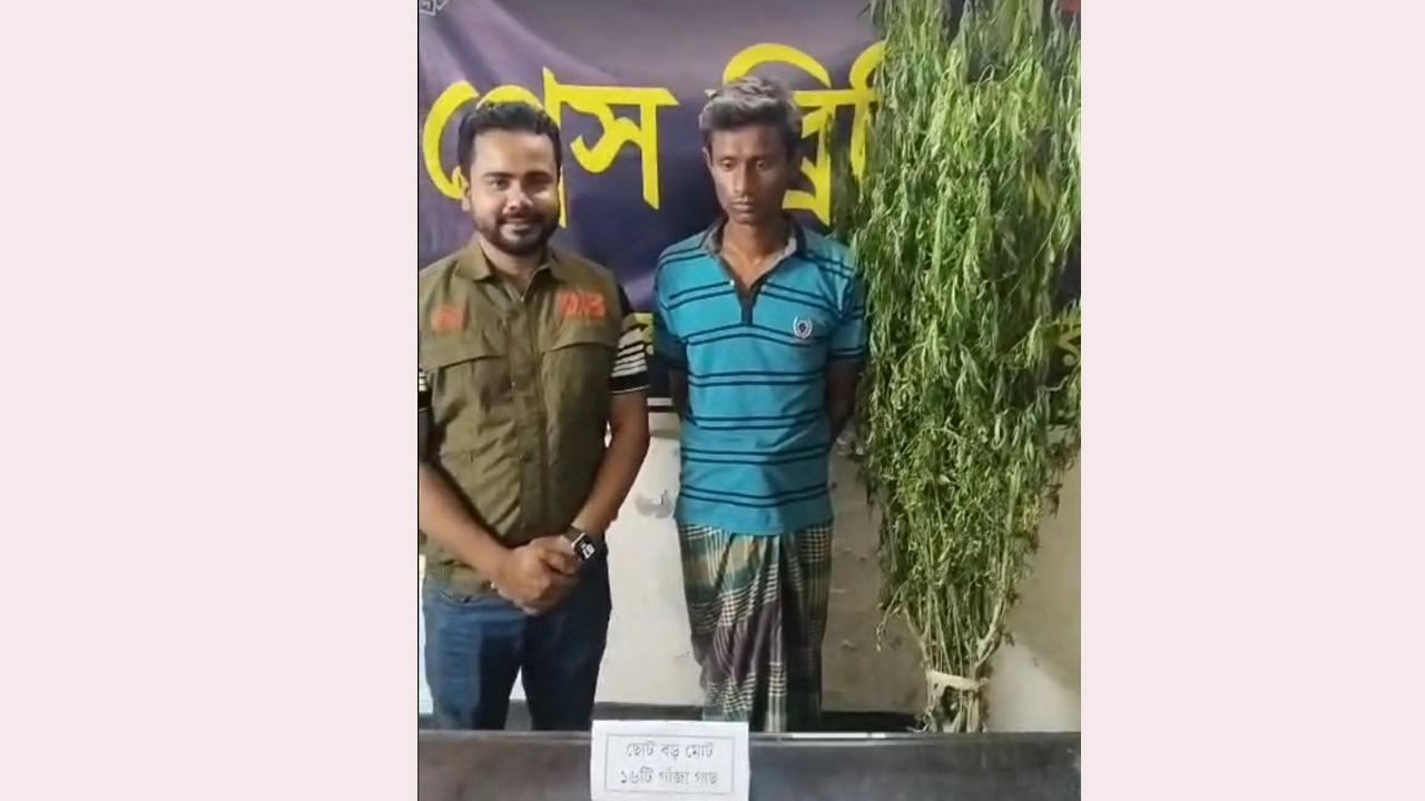 যশোরের ডিবি পুলিশের অভিযানে গাঁজার গাছসহ এক চাষী ডাবলু হোসেন আটক। ছবি: গ্রামের কাগজ