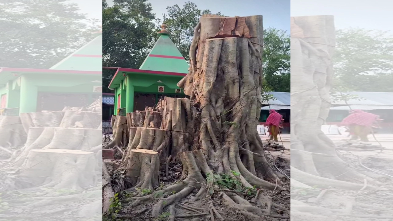 নড়াইলে বটগাছ নিয়ে অলৌকিকতার, বাস্তবে যা ঘটেছে