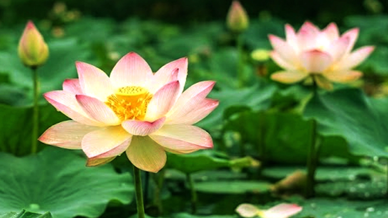 বাংলার জলাভূমিতে কমছে পদ্মফুলের বিস্তার