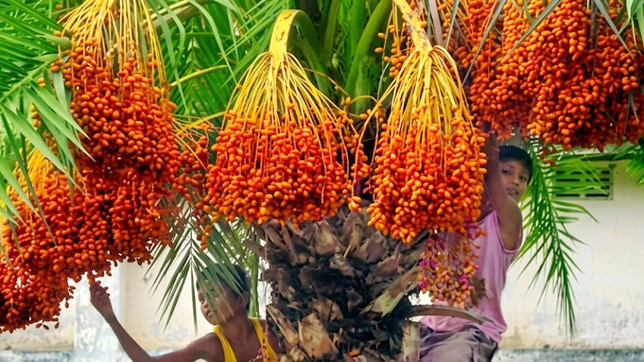 গাছে ডালপালা জুড়ে রসালো ফল খেজুর