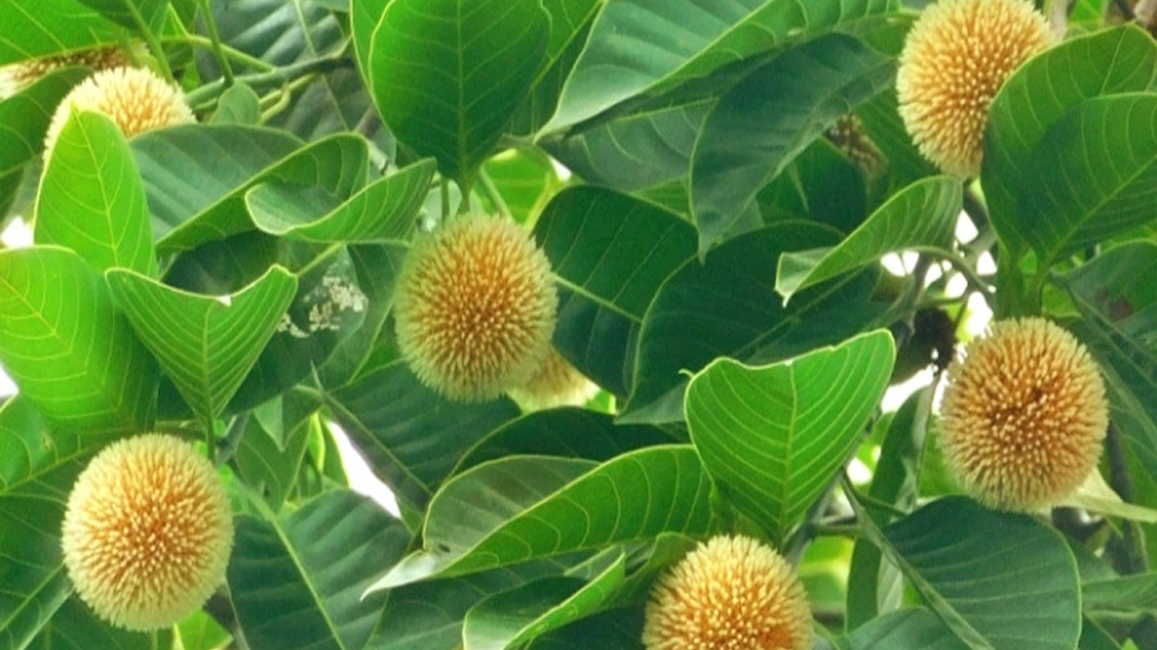 পহেলা আষাঢ়ের মধ্য দিয়ে শুরু হলো বর্ষা ঋতুর আনুষ্ঠানিক যাত্রা।