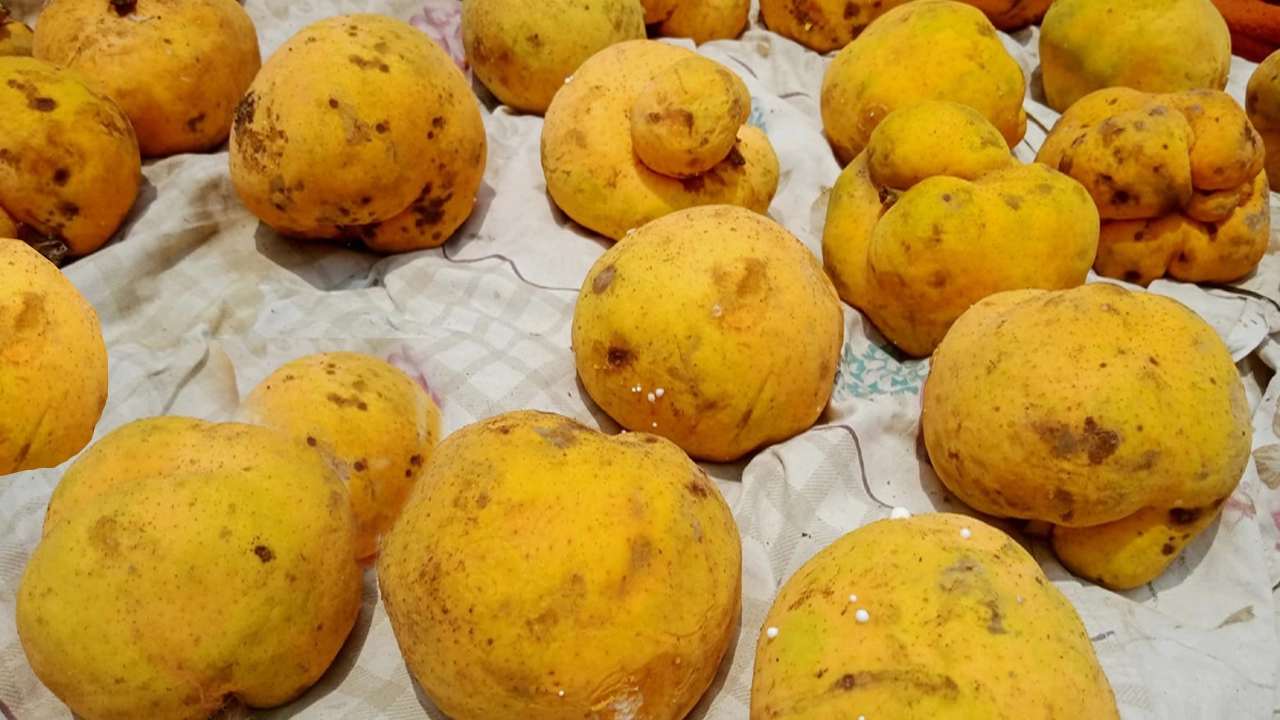 ডেউয়া ফল