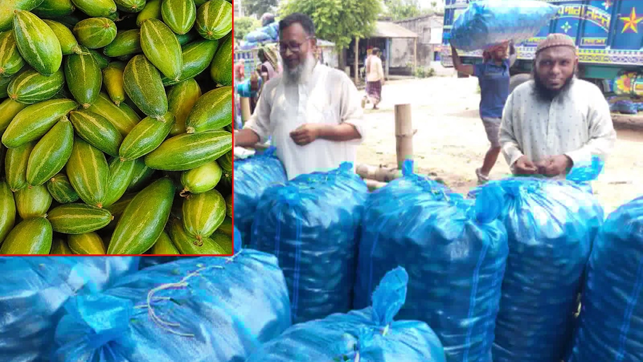 কালীগঞ্জে পটলের কেজি ৫ টাকা, লোকসানের শঙ্কায় কৃষক