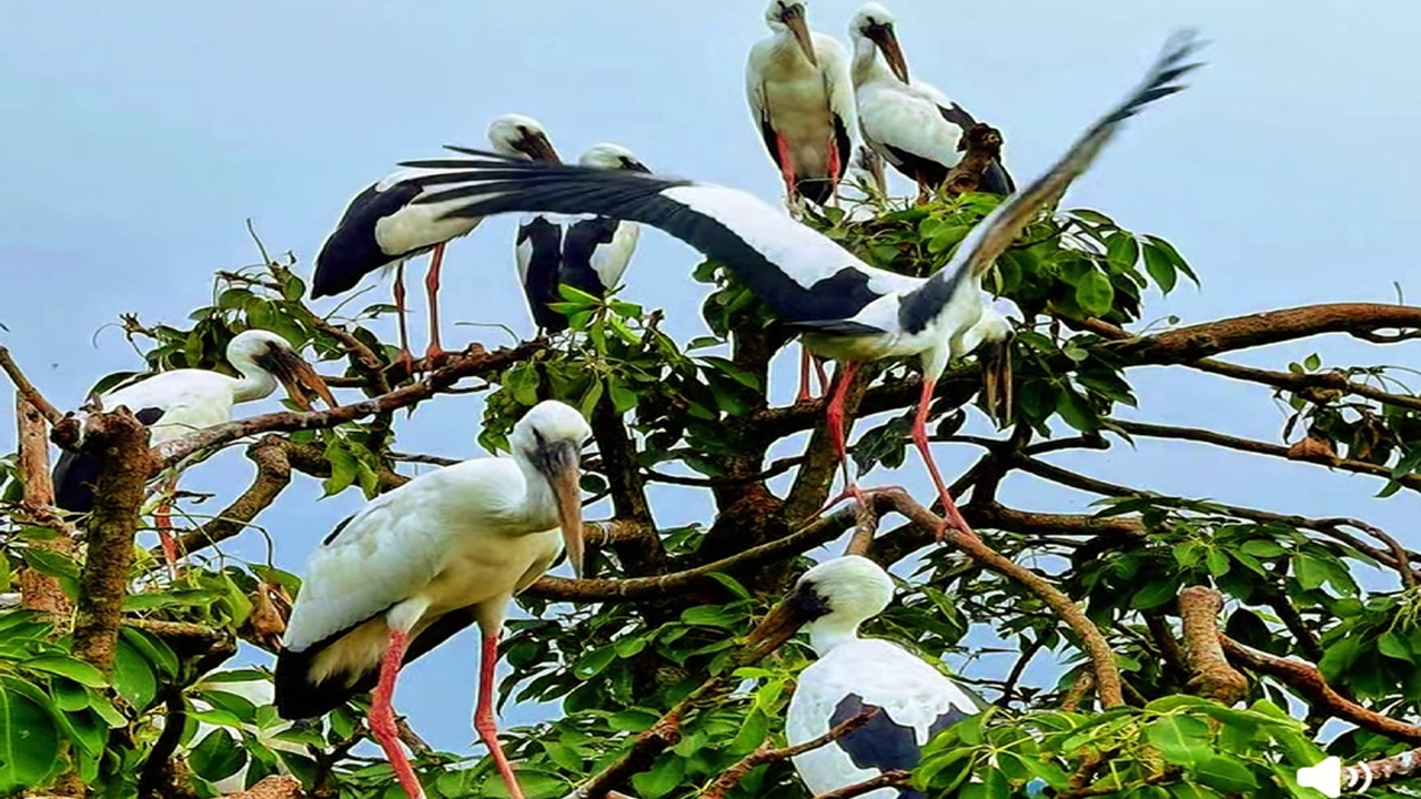 প্রকৃতির এক জীবন্ত পাখির স্বর্গরাজ্য