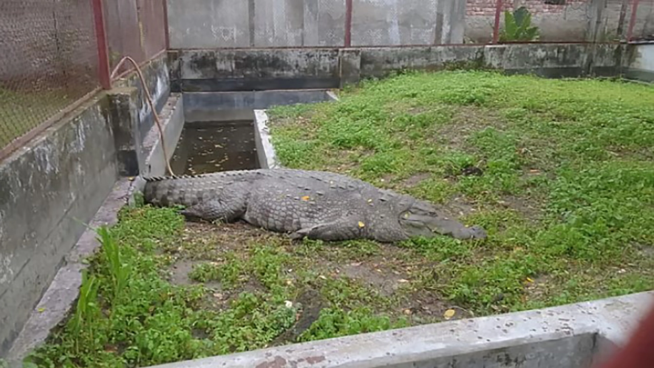 ১৯ দিনেও অনাহারে খানজাহান আলী দিঘির কুমির