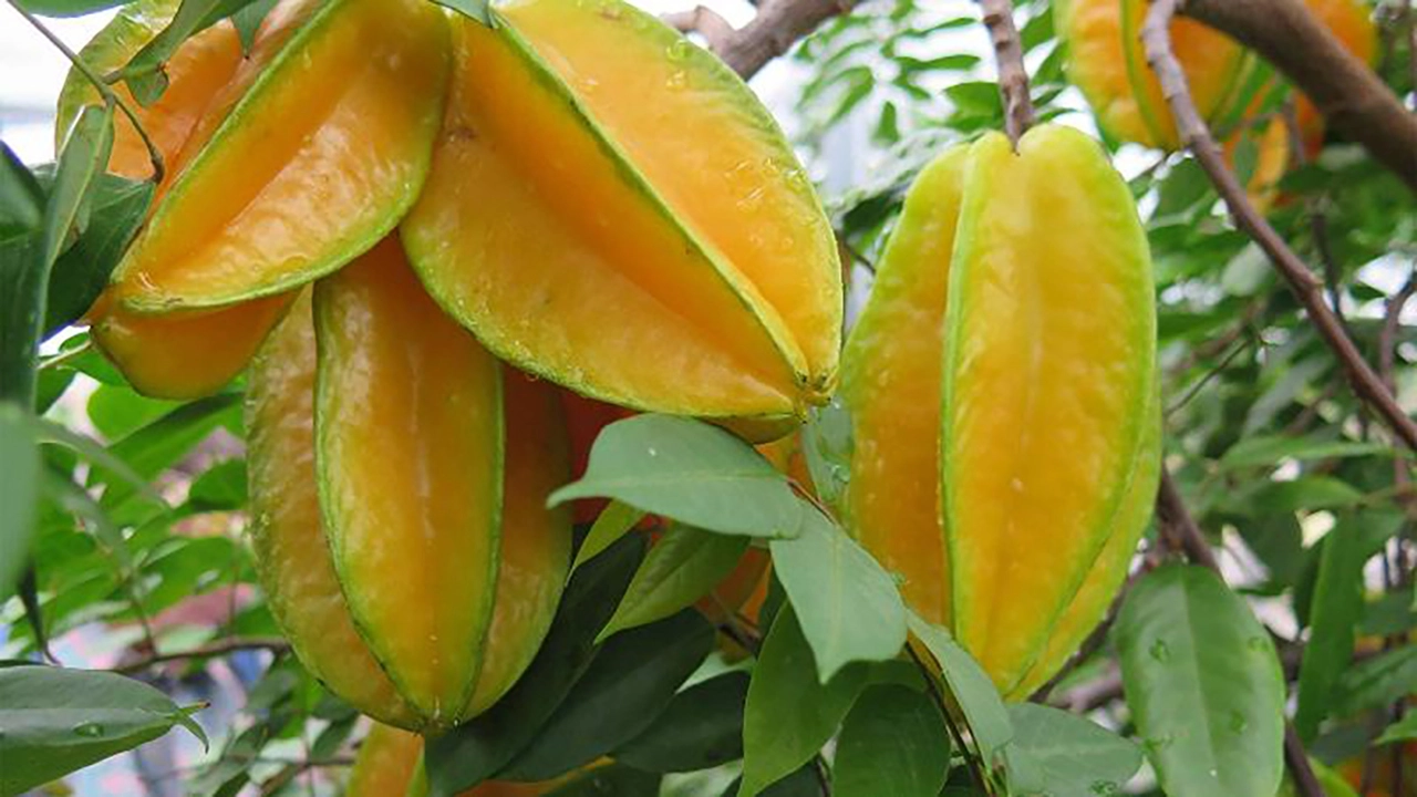 অনেক গুনে সমৃদ্ধ ফল কামরাঙ্গা