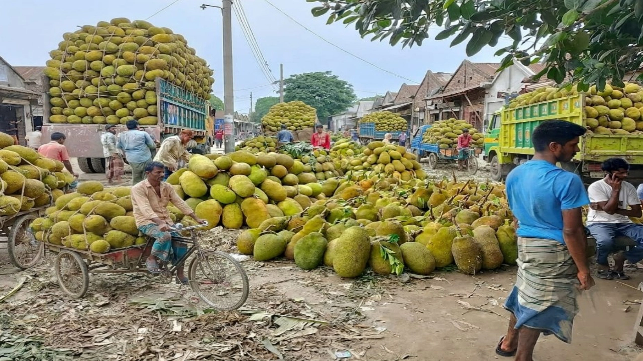 সংরক্ষণাগার ও রপ্তানিই ভরসা শৈলকুপার কাঁঠাল চাষিদের