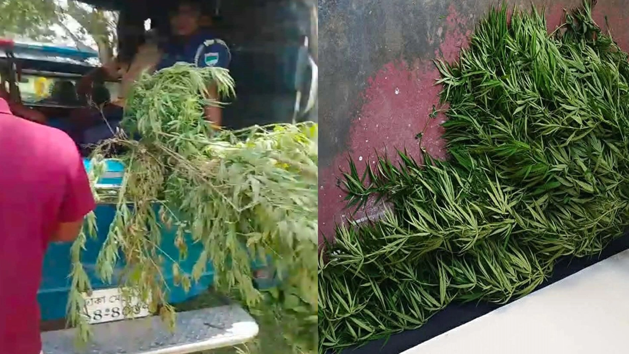 কালীগঞ্জে পানের বরজে গাঁজার চাষ, আটক ১