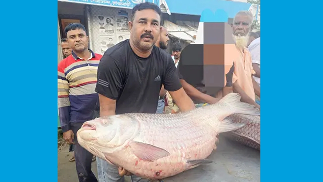 ৩৫ কেজির কাতলের দাম ৭৩ হাজার ৫০০ টাকা