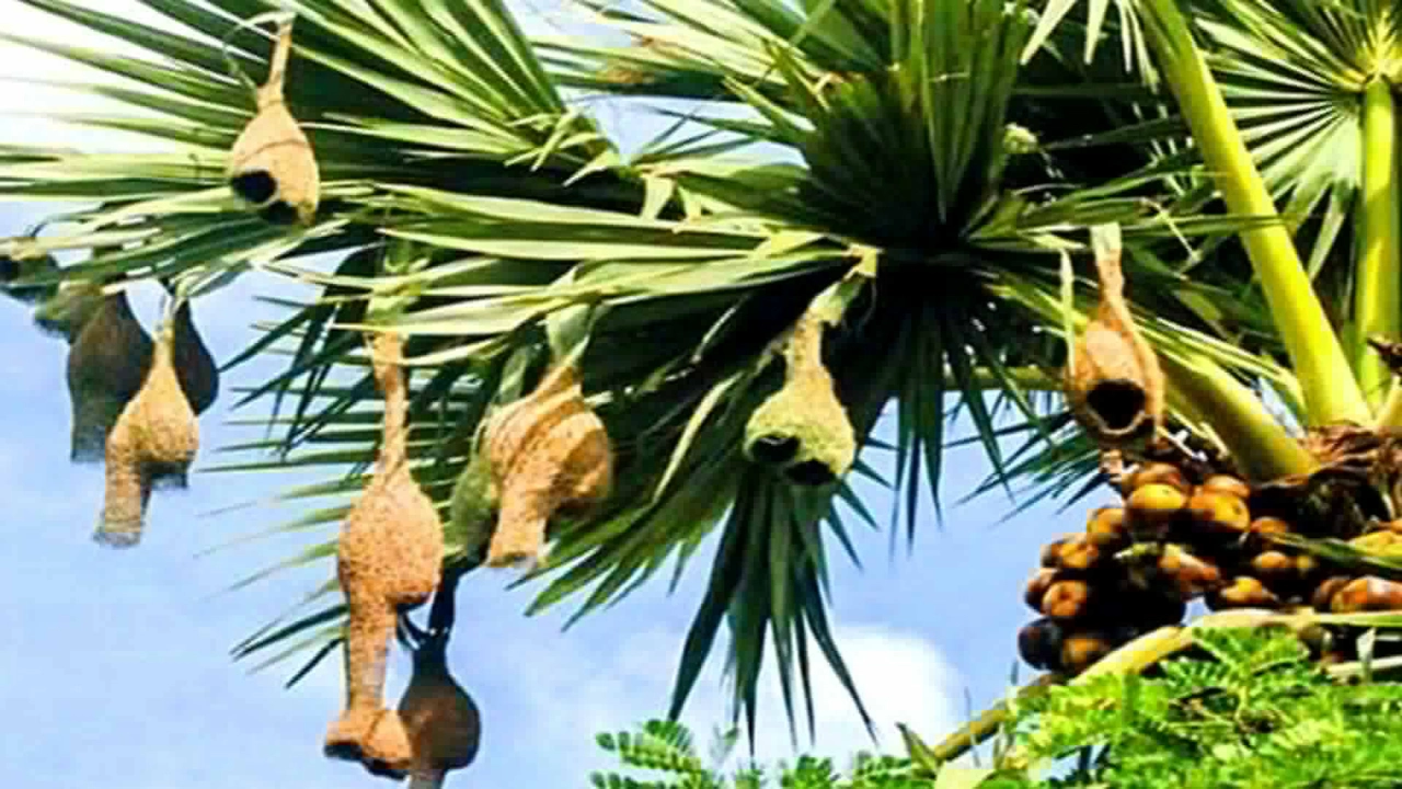হারিয়ে যাচ্ছে গ্রাম বাংলার দৃষ্টিনন্দন বাবুই পাখির বাসা