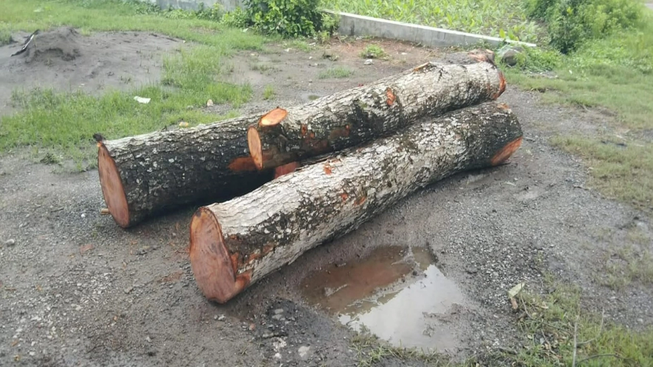 নাভারন-সাতক্ষীরা সড়কের দু' পাশের ৪০ বছরের পুরোনো ৫টি মেহগনি গাছ উধাও