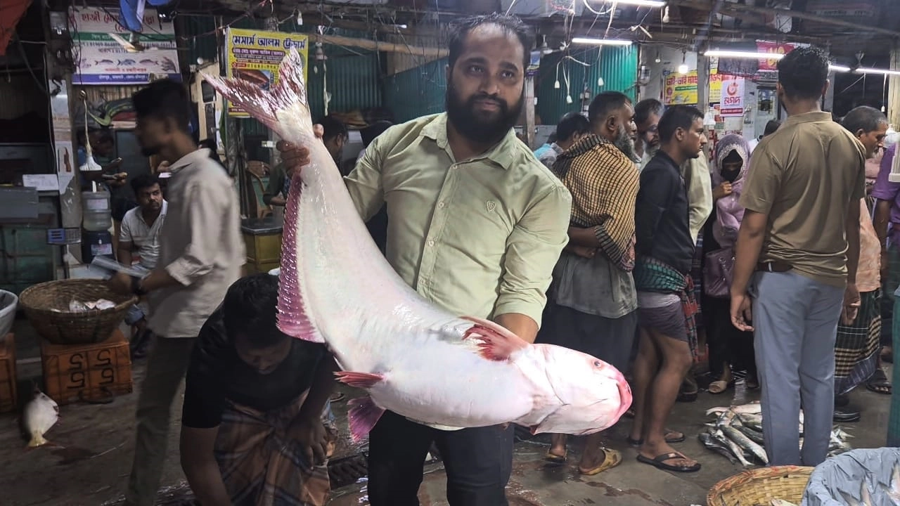 ইলিশের ঘাট দখল নিয়ছে বড় পাঙ্গাস