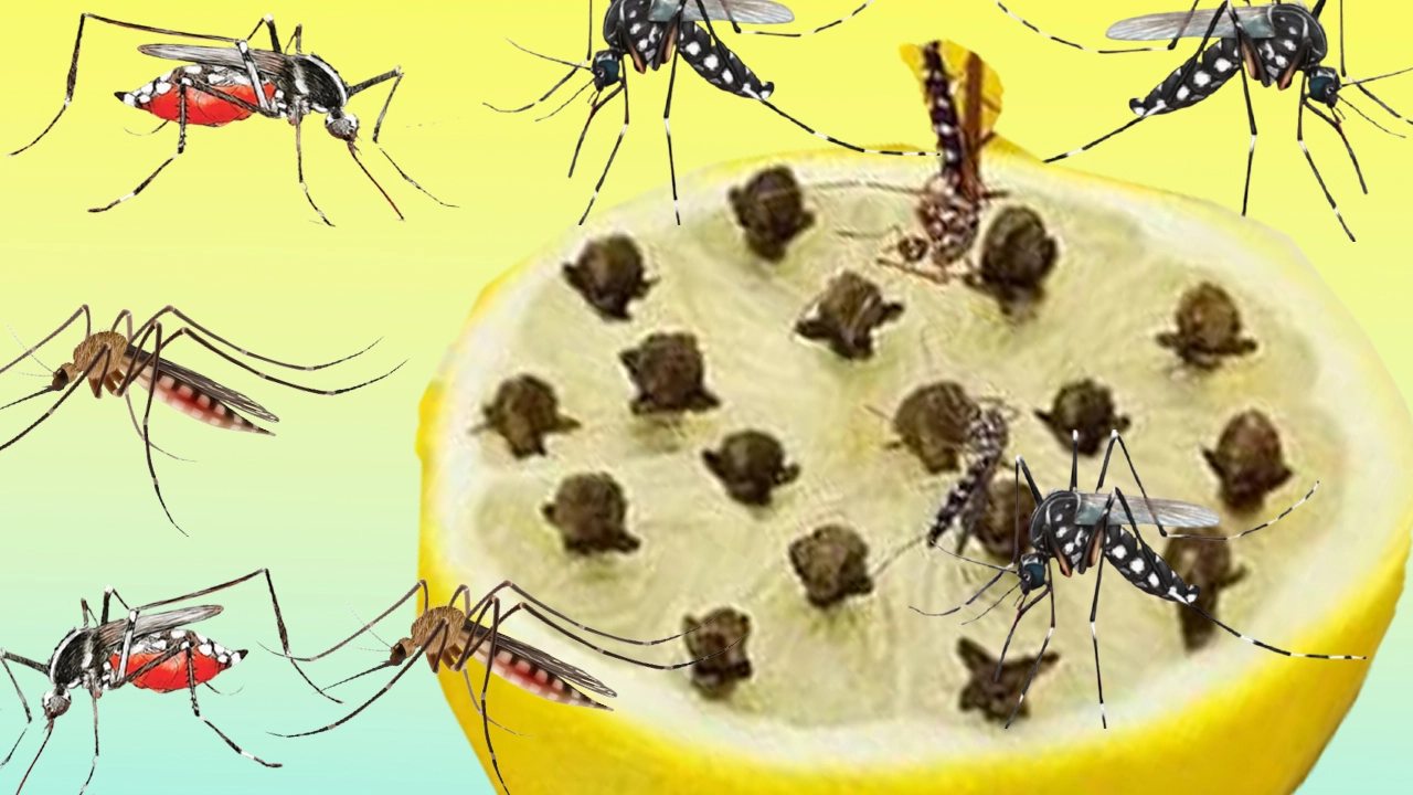 মশা তাড়ানোর সহজ ঘরোয়া উপায়