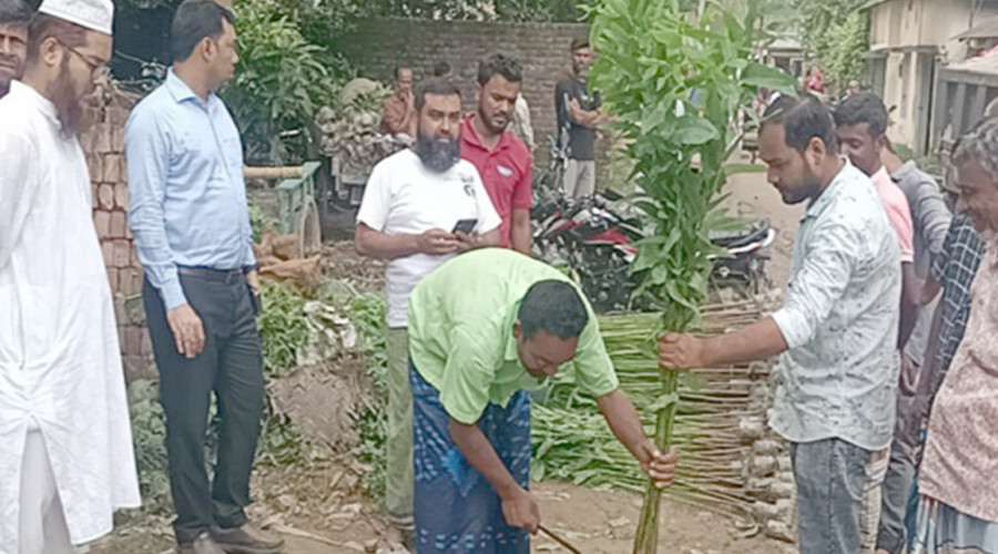 ঘোড়াঘাটে ইউক্যালিপটাস ও আকাশমনি গাছ ধ্বংস করা হয়েছে।  ছবি : প্রতিনিধি