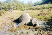 shornollata
