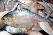 shornollata