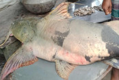 shornollata