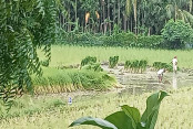 shornollata