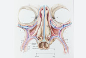 shornollata