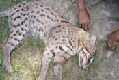 shornollata