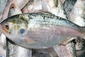 shornollata